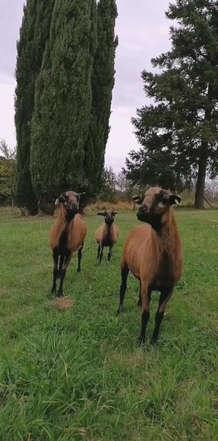 Entre Perigueux Et Bergerac Vergt Exterior foto